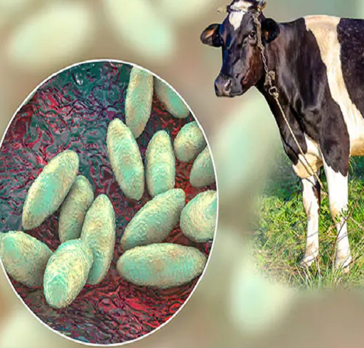 تب مالت (Brucellosis)